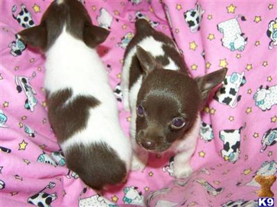 RAT TERRIER PUPS TYPE B TEDDY ROOSEVEVELT